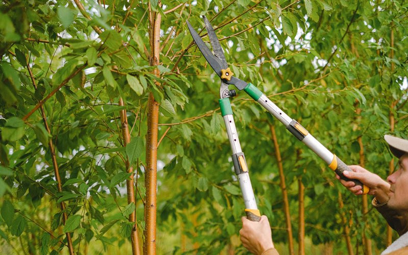 Tree trimming in Eldon, IA